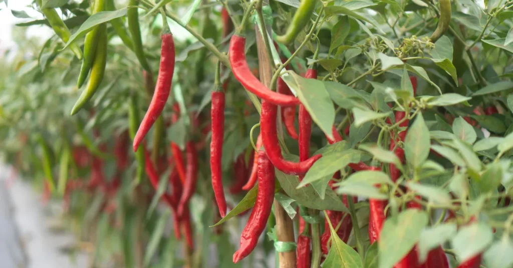 Advanced Techniques For Pepper Cultivation