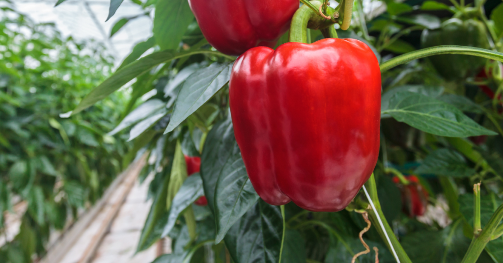 Assessing The Depth Of Bell Pepper Roots