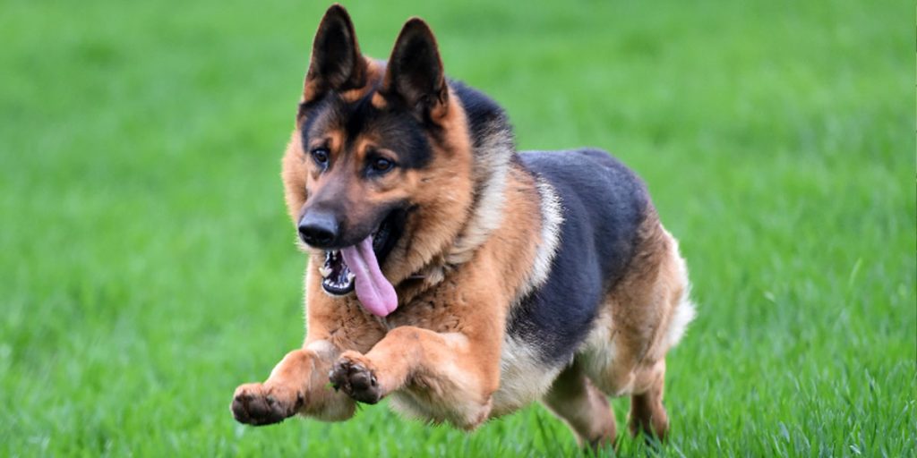 Average Weight Range For German Shepherds