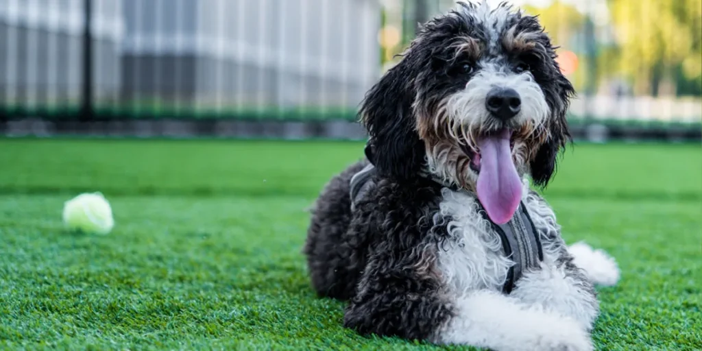 Average Weights What To Expect With Your Bernedoodle