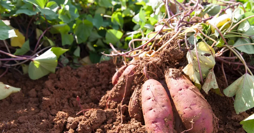 Beyond The Farm Sweet Potato Applications