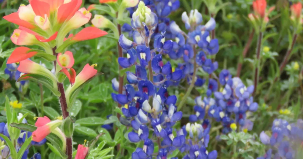 Bluebonnet Seed Basics