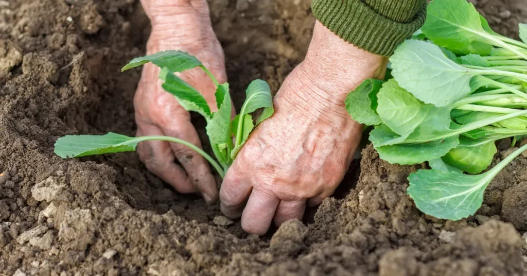 Cabbage Seed Sowing Techniques