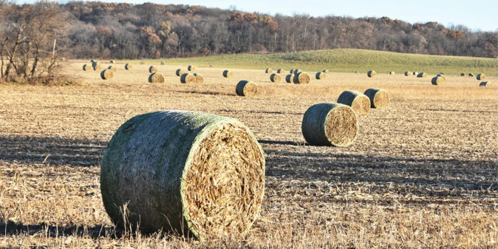 Calculation Of A Bale's Weight