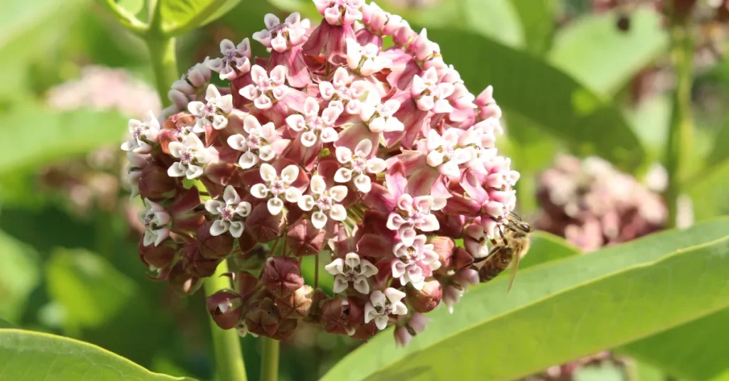 Choosing The Right Milkweed Species