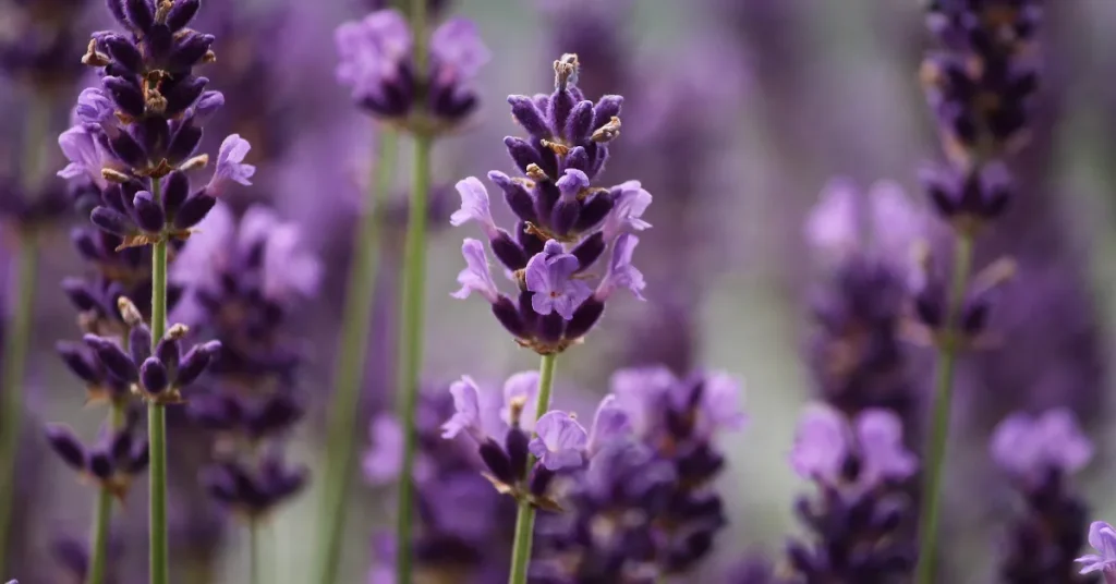 Common Myths About Lavender Root Depth