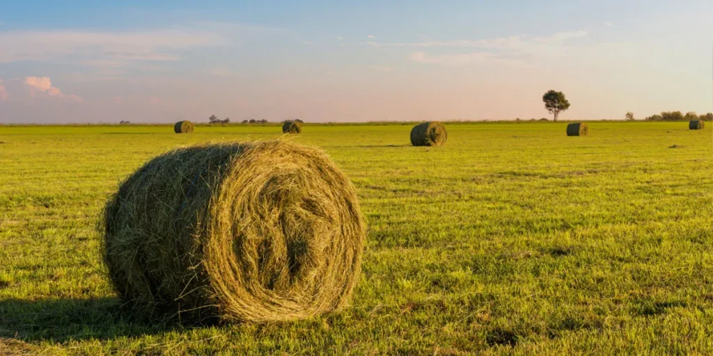 Comparing 5x5 Bales To Other Sizes