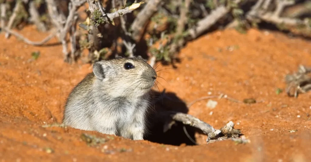 Consequences Of Rat Burrows