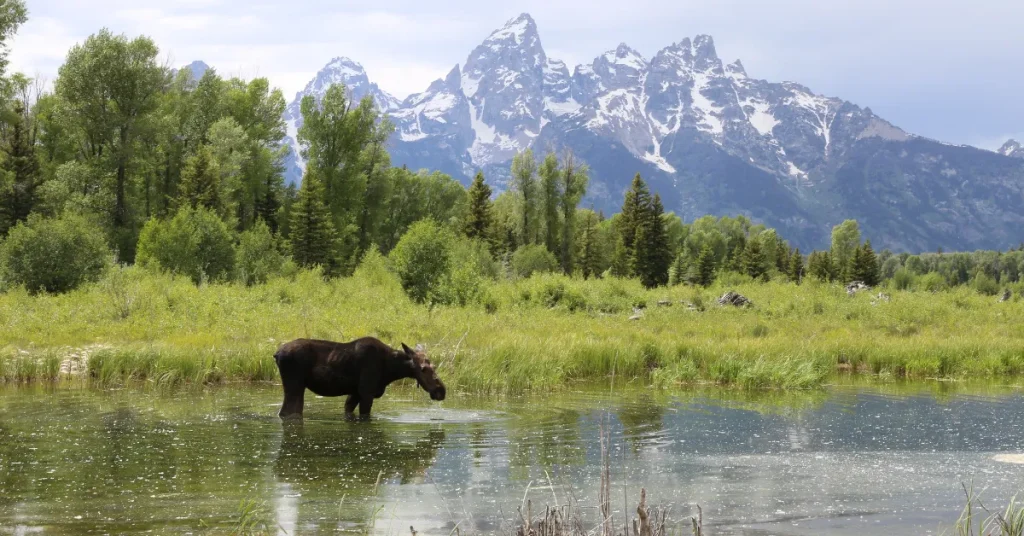 Conservation And The Future Of Moose Diving