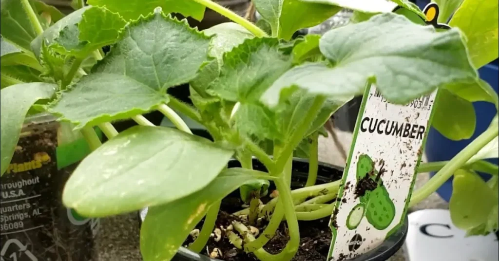 Conservation Tillage And Its Effects On Cucumber Roots