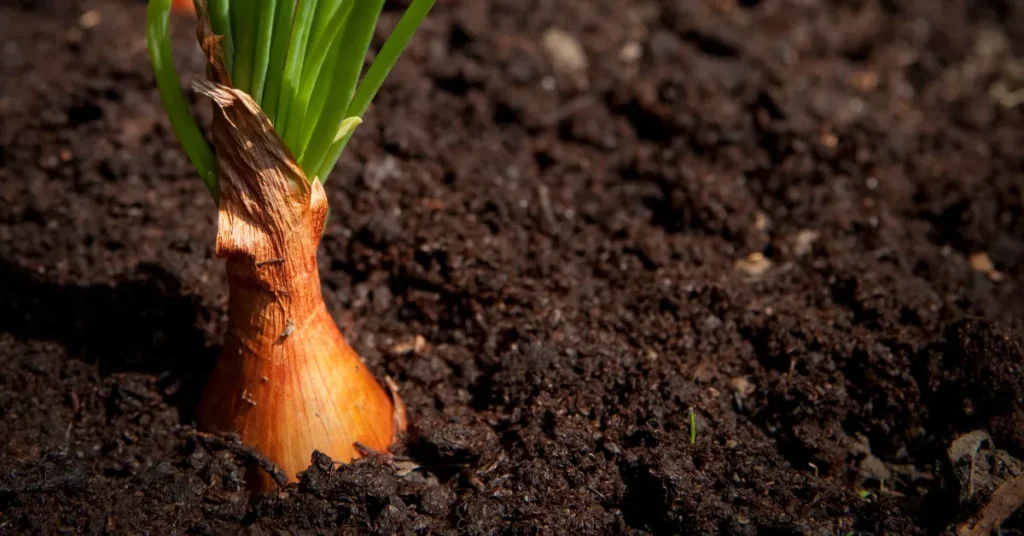 Crucial Planting Depth For Shallots