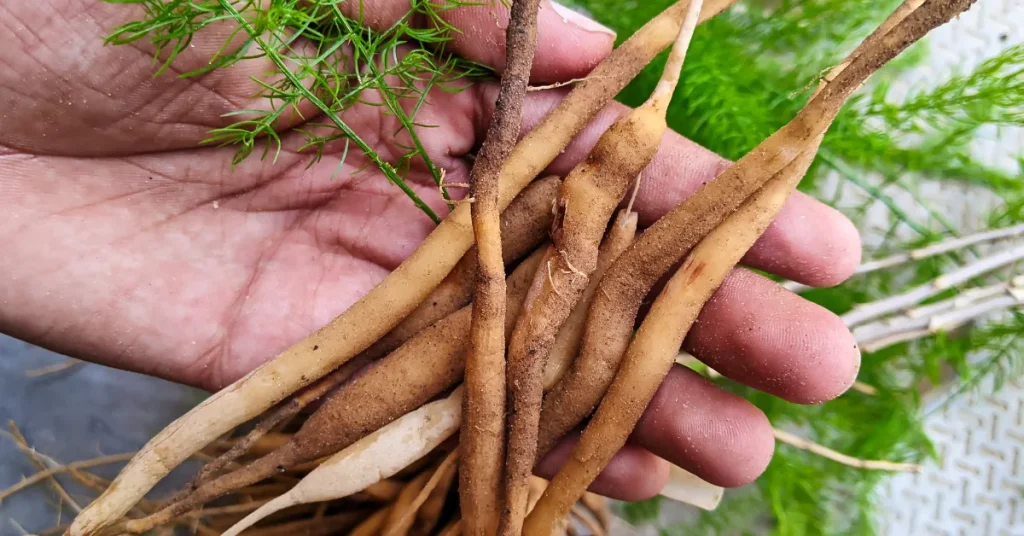 Depth Of Asparagus Roots