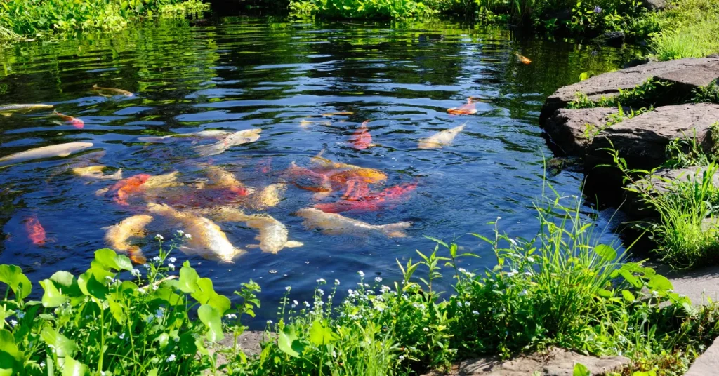 Designing Your Fishing Pond