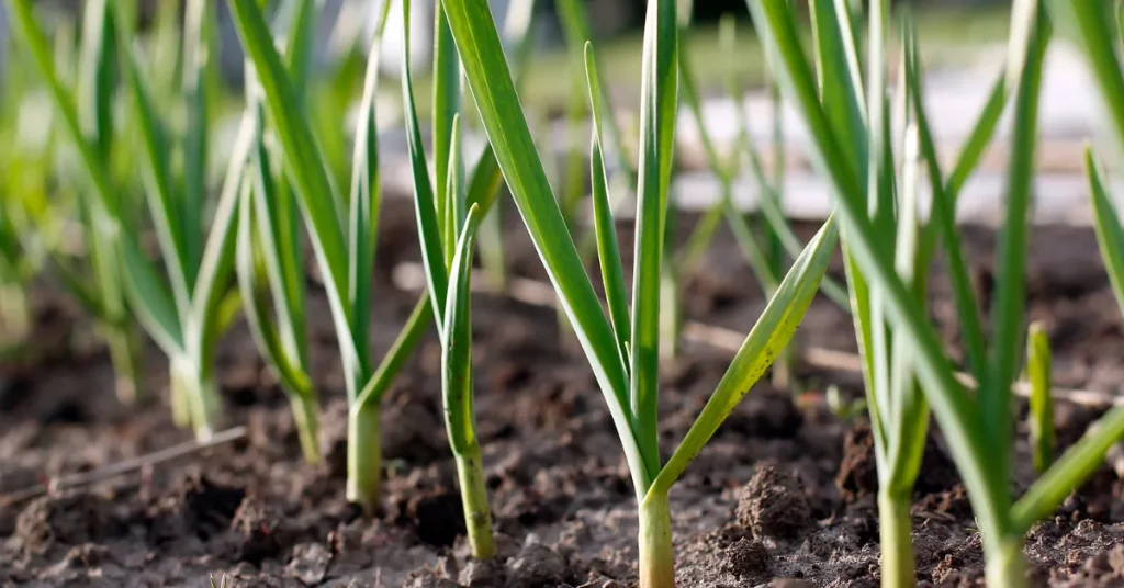 Determining The Optimal Depth For Garlic