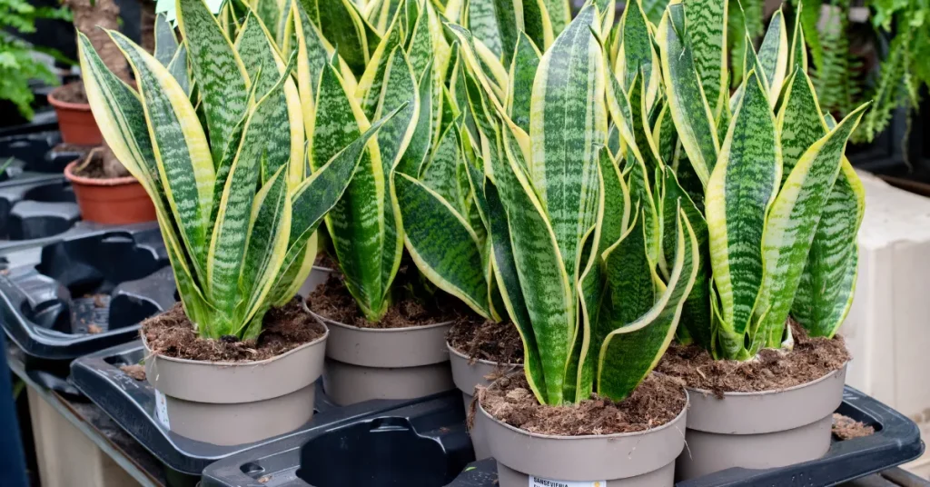 How Deep to Plant Snake Plant: Perfect Potting Tips