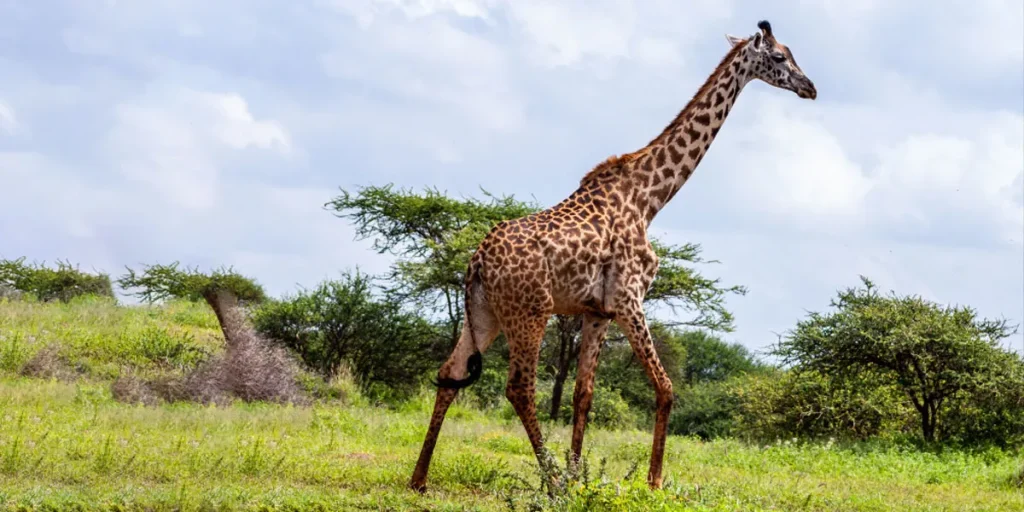 Diet And Habitation Factors Influencing Giraffe Weight