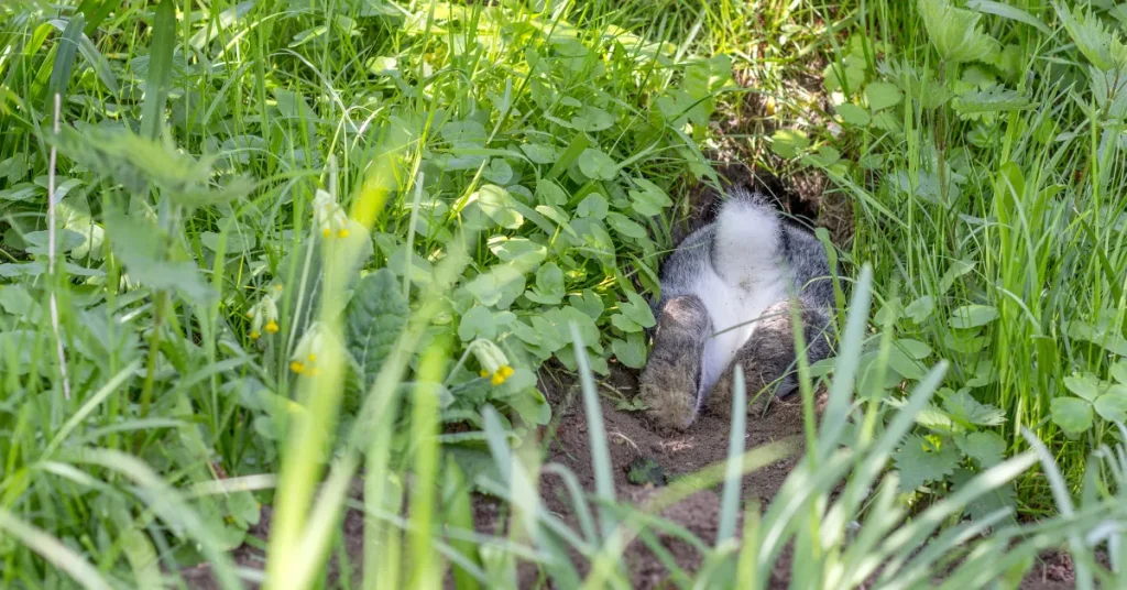 Ecological Significance Of Burrows