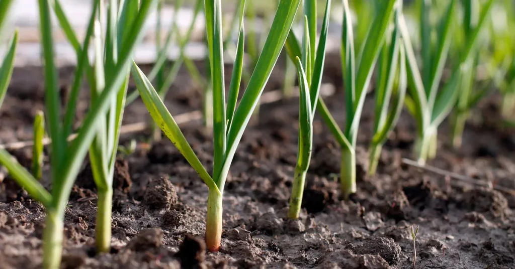 Elephant Garlic Basics