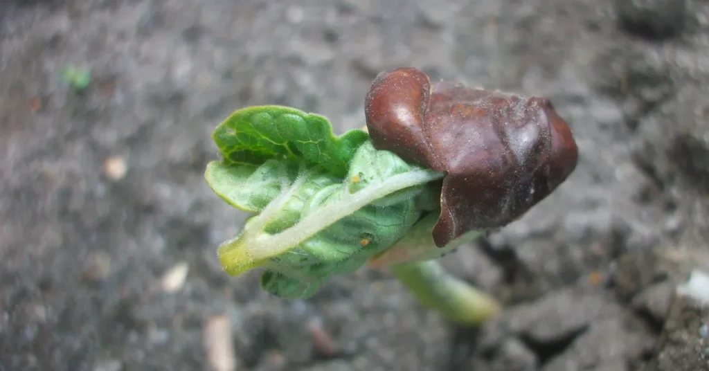 Ensuring Bush Bean Success