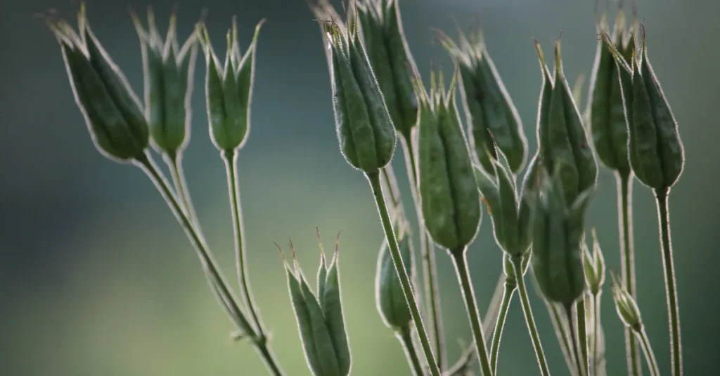 Ensuring Columbine Seedling Success