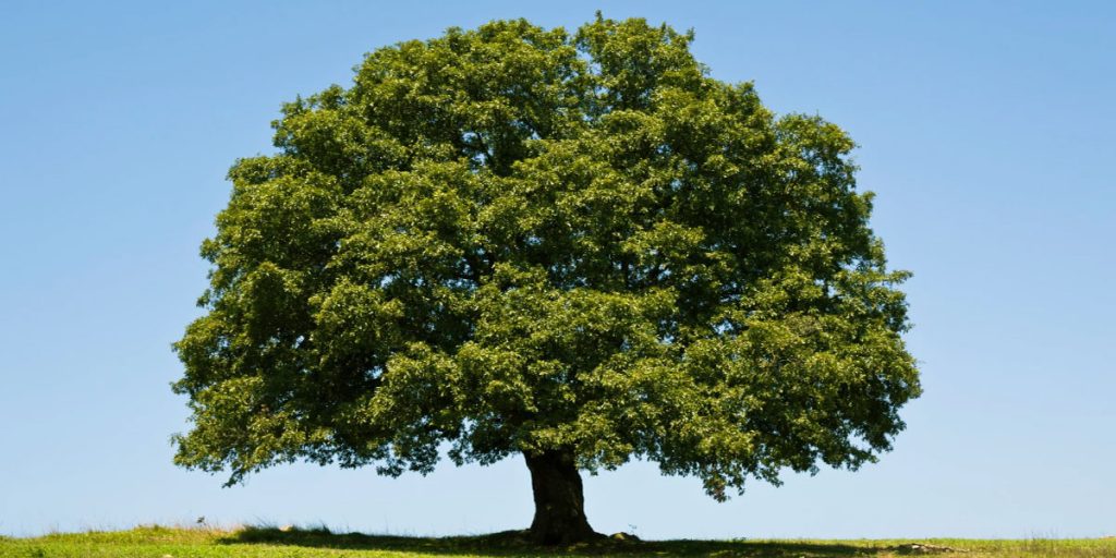 Estimating The Weight Of An Oak