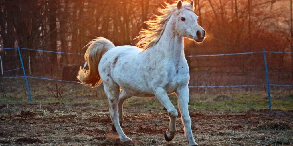 Evaluating Horse Fitness And Condition