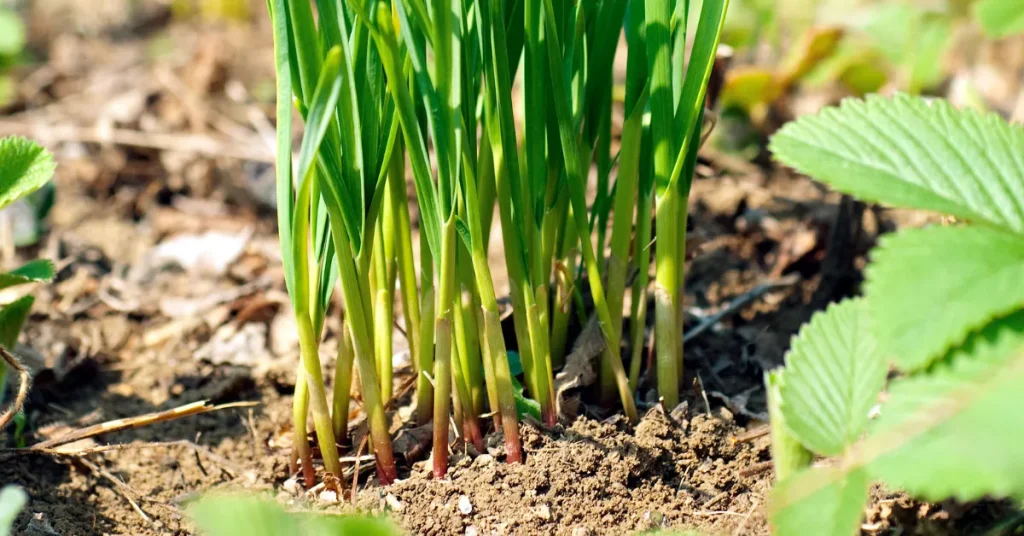 Expert Tips For Garlic Gardeners