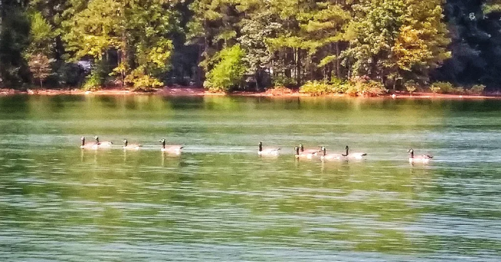 Exploring Lake Lanier's Depths