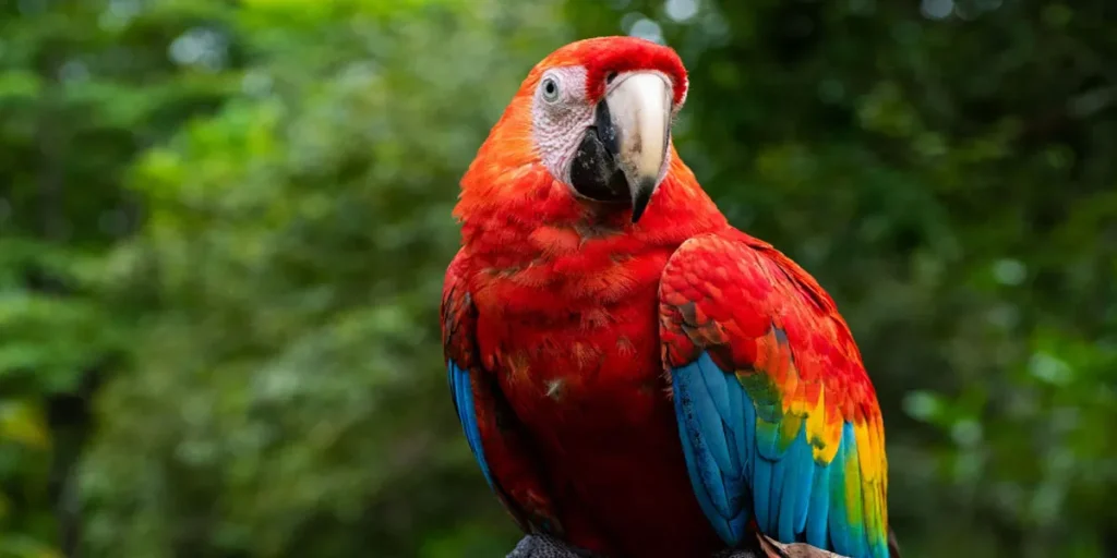 Factors Influencing A Parrot's Weight