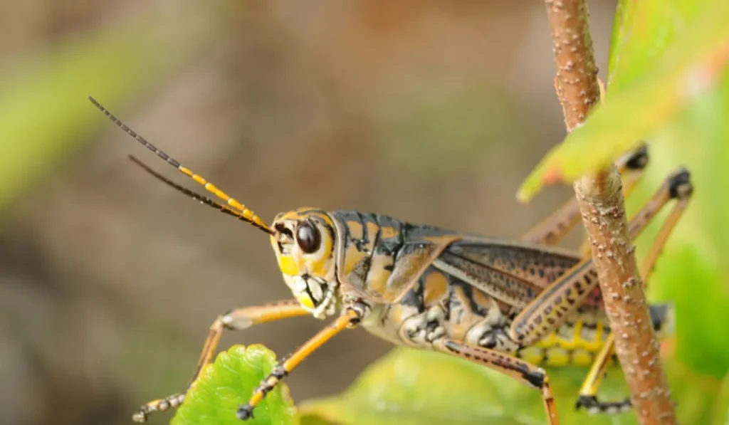 Factors Influencing Grasshopper Mass