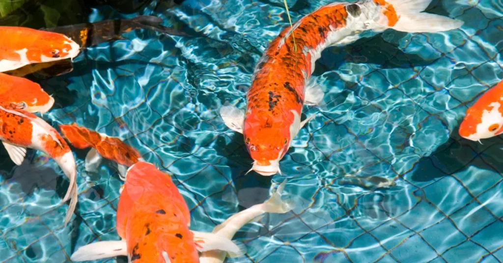 Factors Influencing Koi Pond Depth