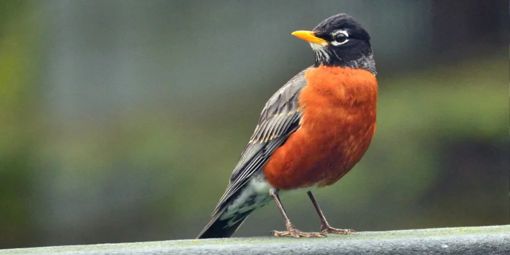 Feathered Factors What Affects A Robin's Weight