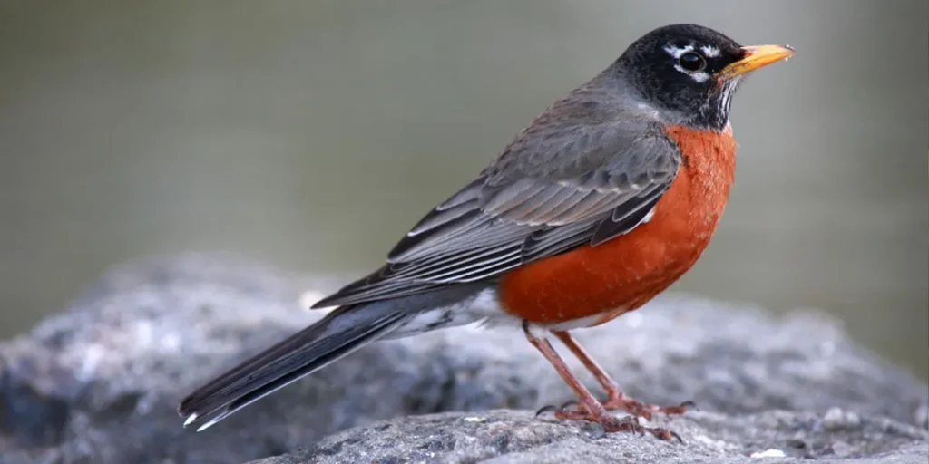 Feathered Factors What Affects A Robin's Weight