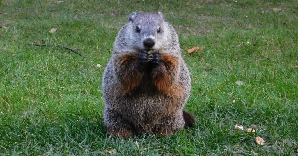 How Deep are Groundhog Holes: Unearthing Facts!