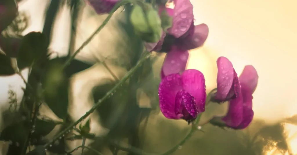 Harvesting And Storing Purple Hull Peas