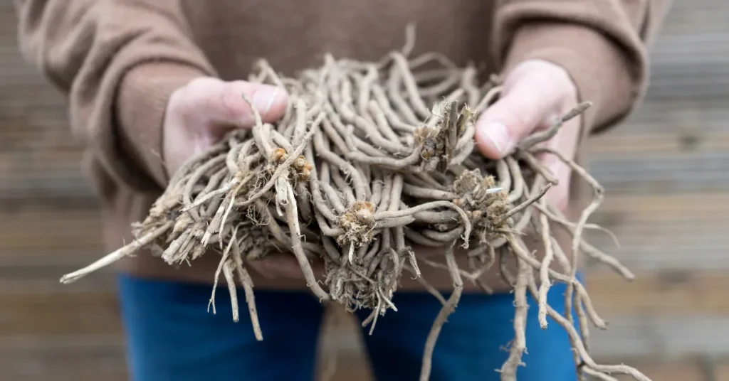 Harvesting Implications Tied To Root Depth