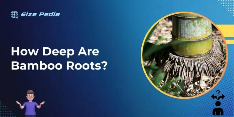 How Deep are Bamboo Roots?