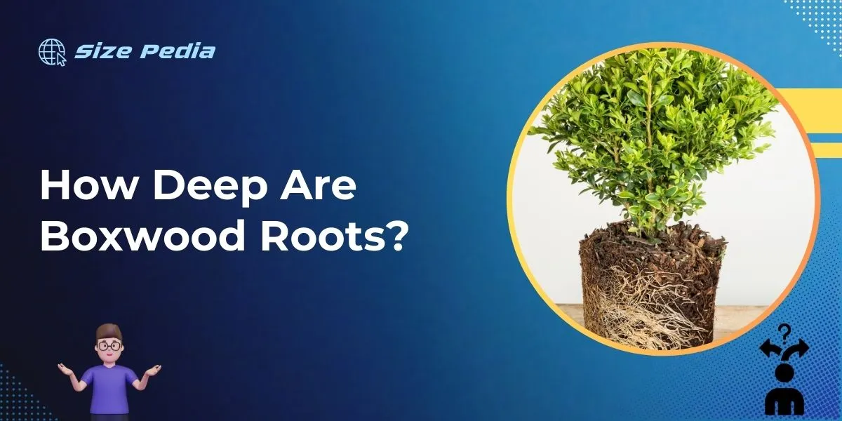 How Deep are Boxwood Roots?