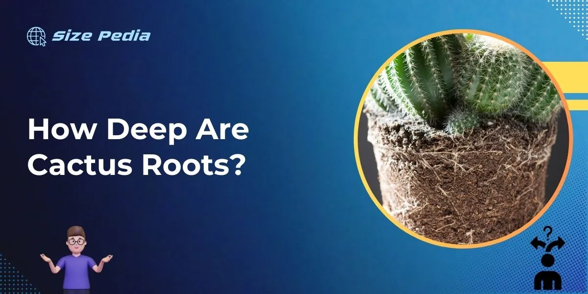 How Deep are Cactus Roots?