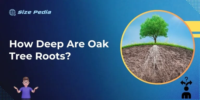 How Deep are Oak Tree Roots?