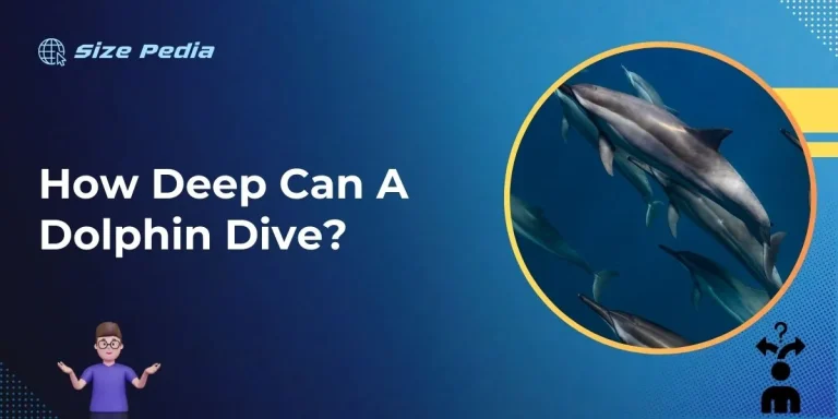 How Deep Can a Dolphin Dive?