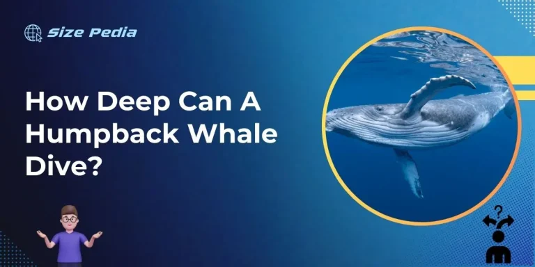 How Deep Can a Humpback Whale Dive?