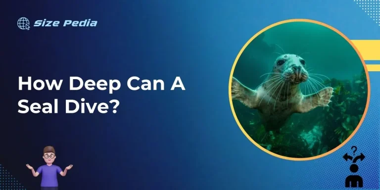 How Deep Can a Seal Dive?