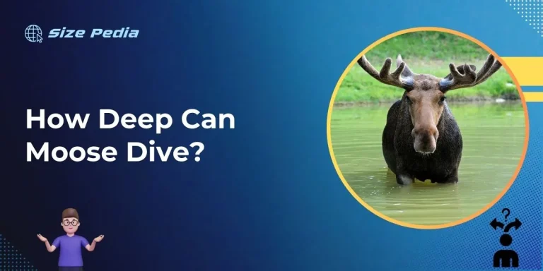 How Deep Can Moose Dive?