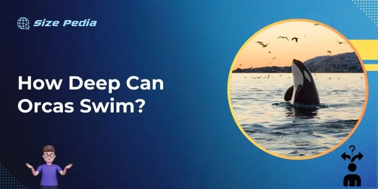 How Deep Can Orcas Swim?