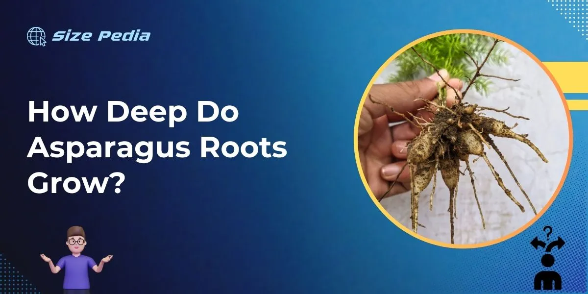 How Deep Do Asparagus Roots Grow?