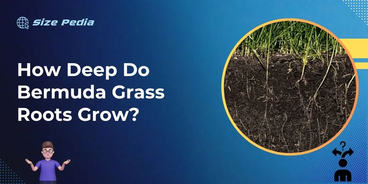 How Deep Do Bermuda Grass Roots Grow?