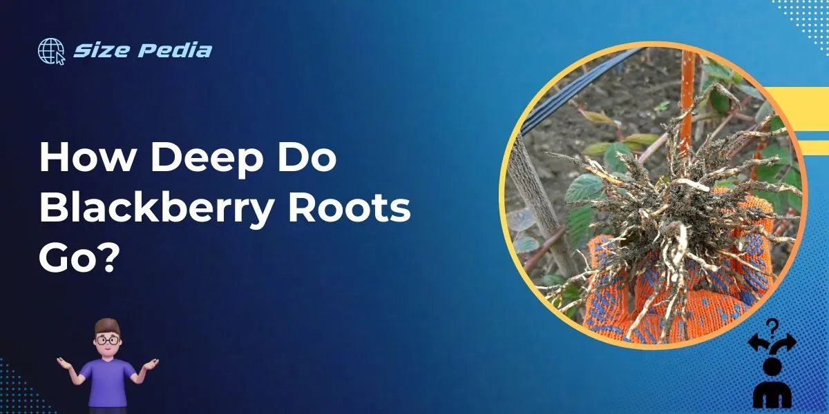 How Deep Do Blackberry Roots Go?