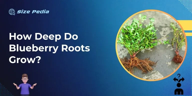 How Deep Do Blueberry Roots Grow?