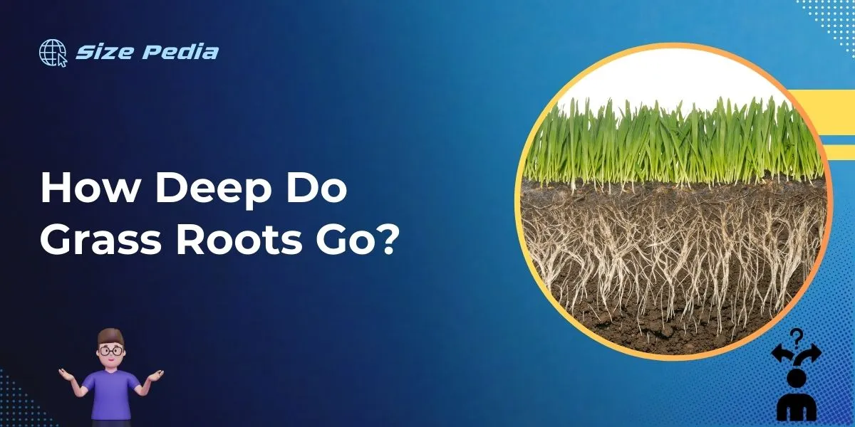 How Deep Do Grass Roots Go?